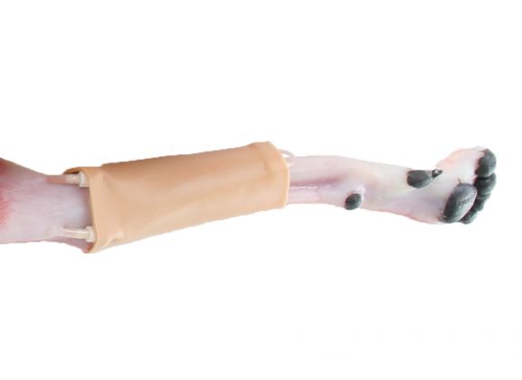 https://jayakelana.id.202-10-43-6.cpanel.site/uploads/product/-123011-canine-hindlimb-skin-3504800bee7ebd7_cover.jpg