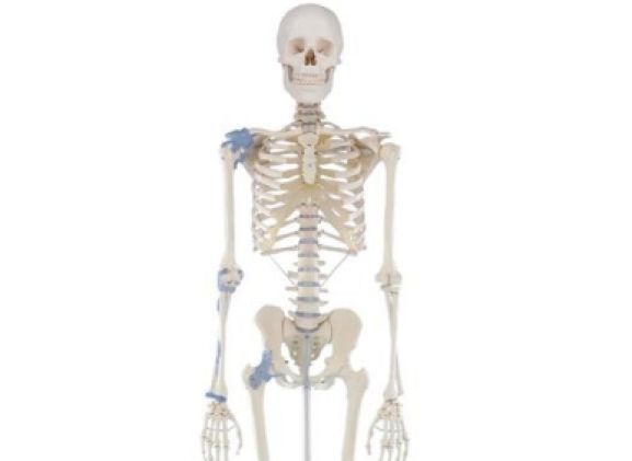 https://jayakelana.id.202-10-43-6.cpanel.site/uploads/product/-3004-skeleton-otto-with-766771bc607ee71_cover.jpg