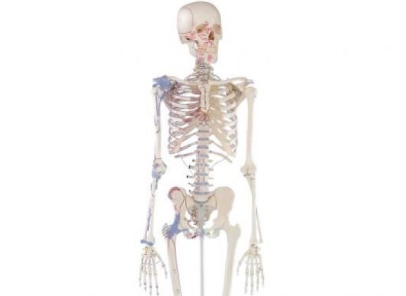 https://jayakelana.id.202-10-43-6.cpanel.site/uploads/product/-3010-skeleton-bert-with-59781e1e382b596_cover.jpg