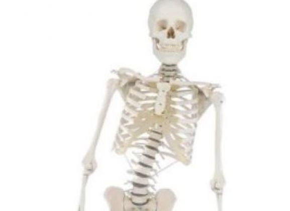 https://jayakelana.id.202-10-43-6.cpanel.site/uploads/product/-3014-skeleton-hugo-with-91071ead11e0060_cover.jpg