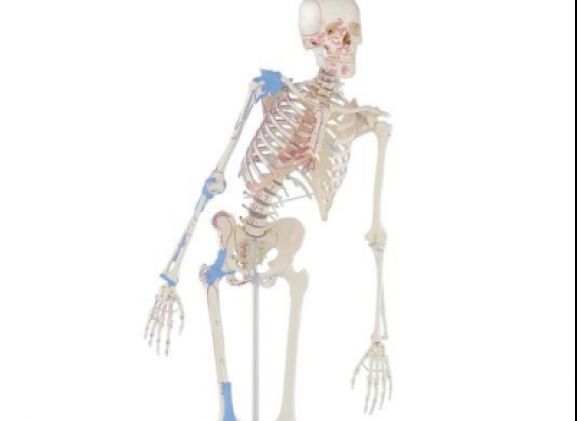 https://jayakelana.id.202-10-43-6.cpanel.site/uploads/product/-3016-skeleton-max-with-80029171384a225_cover.jpg