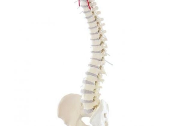 https://jayakelana.id.202-10-43-6.cpanel.site/uploads/product/-4006-vertebral-column-with-13064435979d758_cover.jpg