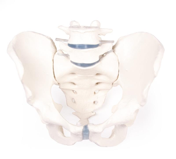 (4056) Male Pelvis with Sacrum and 2 Lumbar Vertebrae