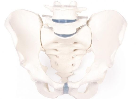https://jayakelana.id.202-10-43-6.cpanel.site/uploads/product/-4056-male-pelvis-with-458841694471302_cover.jpg