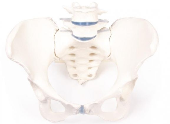 https://jayakelana.id.202-10-43-6.cpanel.site/uploads/product/-4058-female-pelvis-with-12392abf9e9c169_cover.jpg