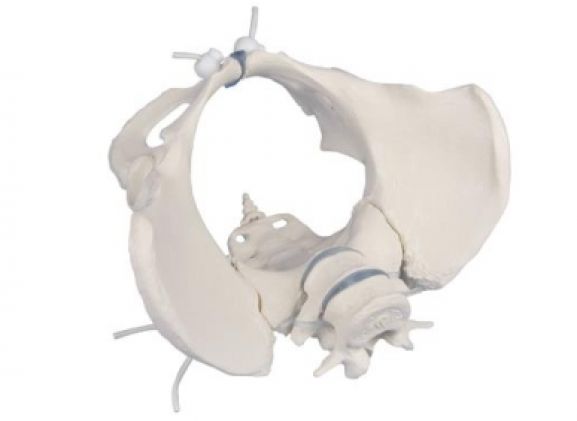 https://jayakelana.id.202-10-43-6.cpanel.site/uploads/product/-4058g-female-pelvis-with-13340fab04c8bea_cover.jpg