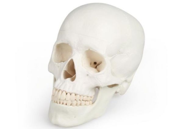 https://jayakelana.id.202-10-43-6.cpanel.site/uploads/product/-4500-skull-model-3-95044f125b7bf2c_cover.jpg