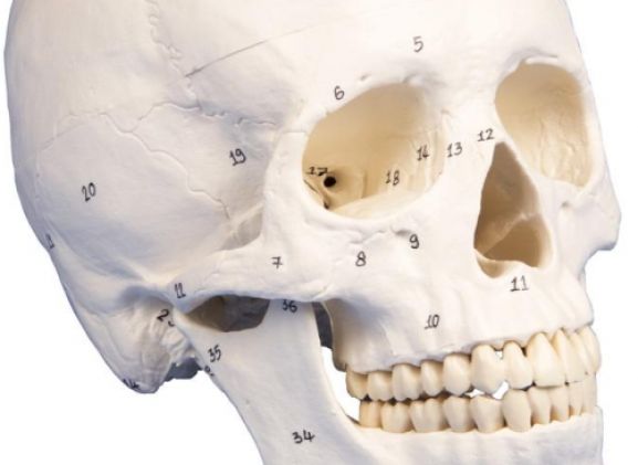 https://jayakelana.id.202-10-43-6.cpanel.site/uploads/product/-4505-skull-model-3-part--25455f6151c21c4_cover.jpg