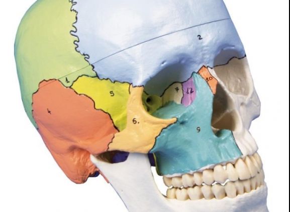 https://jayakelana.id.202-10-43-6.cpanel.site/uploads/product/-4508-skull-model-3-part--271427e85ebee69_cover.jpg