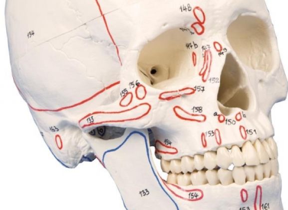 https://jayakelana.id.202-10-43-6.cpanel.site/uploads/product/-4509-skull-model-3-part--78162e33660c210_cover.jpg