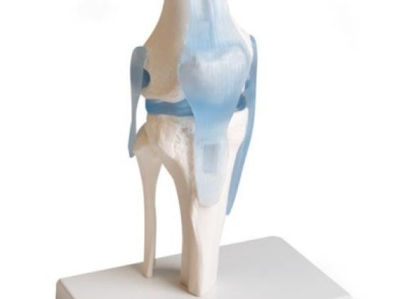 https://jayakelana.id.202-10-43-6.cpanel.site/uploads/product/-4552-knee-joint-with-295908a9438034a_cover.jpg