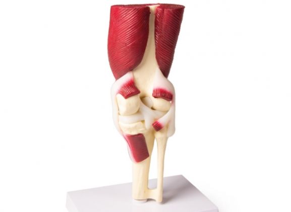https://jayakelana.id.202-10-43-6.cpanel.site/uploads/product/-4662-knee-joint-life-8299968e157feef_cover.jpg