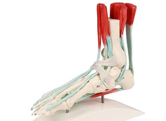 https://jayakelana.id.202-10-43-6.cpanel.site/uploads/product/-6052-foot-skeleton-with-57574329dee2e20_cover.jpg