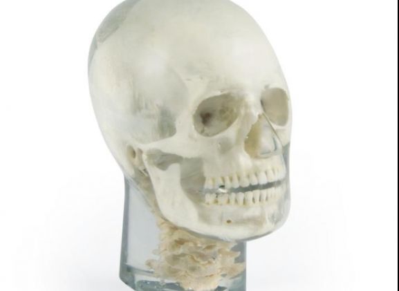 https://jayakelana.id.202-10-43-6.cpanel.site/uploads/product/-7300-x-ray-phantom-head-788086d6d940225_cover.jpg
