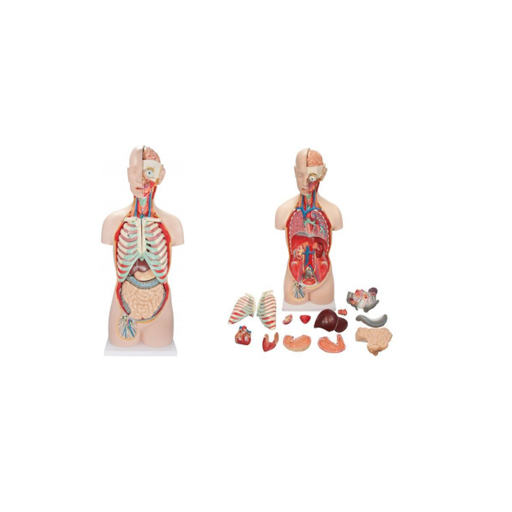 (A-104283) AXIS SCIENTIFIC 18-PART PREMIUM UNISEX LIFE SIZE TORSO WITH OPEN BACK