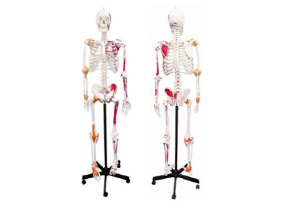 https://jayakelana.id.202-10-43-6.cpanel.site/uploads/product/-a-105172-axis-scientifichuman-skeletonwith-17593ce415f5751_cover.png