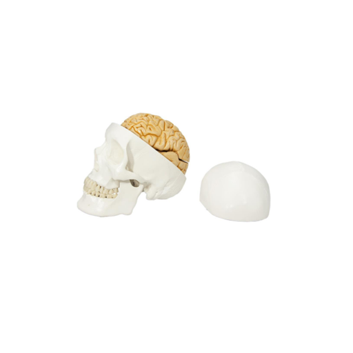 (A-105178) AXIS SCIENTIFIC 3-PART LIFE-SIZE HUMAN SKULL WITH 8-PART BRAIN 