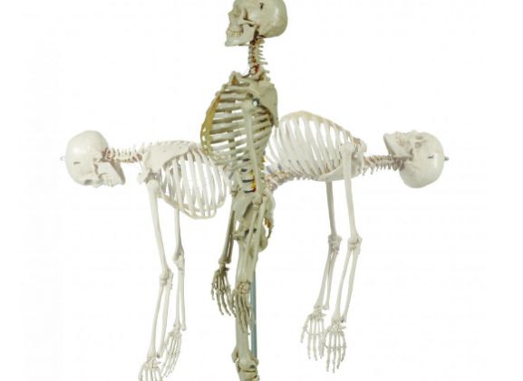 https://jayakelana.id.202-10-43-6.cpanel.site/uploads/product/-a200-2-anatomical-model-flexible-54200f4f3635872_cover.png