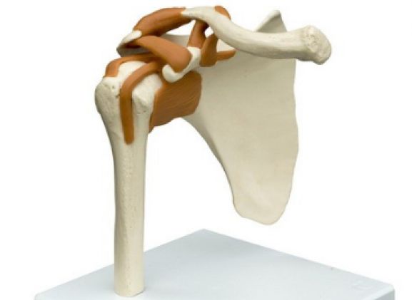 https://jayakelana.id.202-10-43-6.cpanel.site/uploads/product/-a250-anatomical-model--61671699a6728cf_cover.png