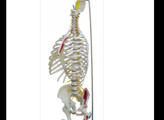 https://jayakelana.id.202-10-43-6.cpanel.site/uploads/product/-a266-spine-with-rib-41467836158661c_cover.png