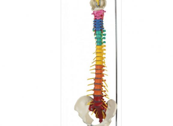 https://jayakelana.id.202-10-43-6.cpanel.site/uploads/product/-a273-dorn-s-spine-93490f38830e921_cover.png
