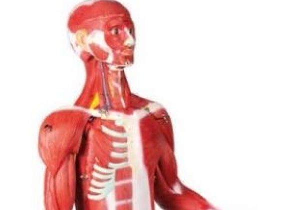 https://jayakelana.id.202-10-43-6.cpanel.site/uploads/product/-b160-muscular-figure-30-89781a732376233_cover.jpg