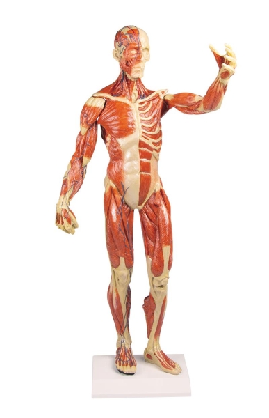 (B90) Muscular Figure, 1/3 Life Size