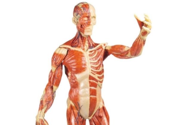 https://jayakelana.id.202-10-43-6.cpanel.site/uploads/product/-b90-muscular-figure-1-3-213461630a9f585_cover.jpg