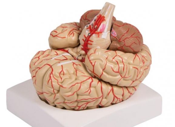https://jayakelana.id.202-10-43-6.cpanel.site/uploads/product/-c220-brain-model-9-part-79379950ba31139_cover.jpg
