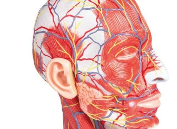 https://jayakelana.id.202-10-43-6.cpanel.site/uploads/product/-c314-half-head-life-7437086ffa7f423_cover.jpg