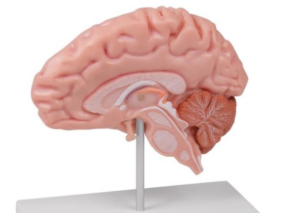 https://jayakelana.id.202-10-43-6.cpanel.site/uploads/product/-c915-anatomical-brain-half--78130aa2e316da1_cover.jpg