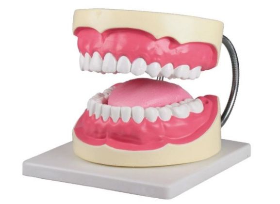 https://jayakelana.id.202-10-43-6.cpanel.site/uploads/product/-d216-oral-hygiene-model-92598cdedd7ab29_cover.jpg