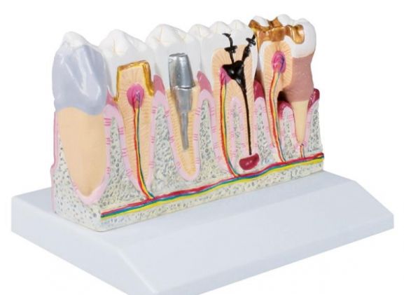 https://jayakelana.id.202-10-43-6.cpanel.site/uploads/product/-d250-dental-model-4-74088418ba20bdb_cover.jpg