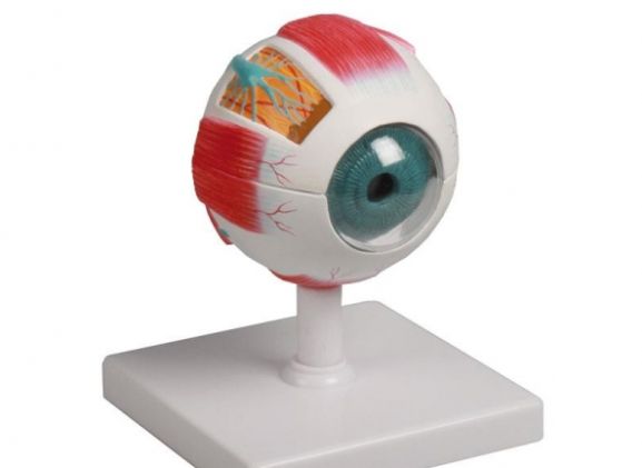 https://jayakelana.id.202-10-43-6.cpanel.site/uploads/product/-f210-eye-model-4-922211e6e863c36_cover.jpg
