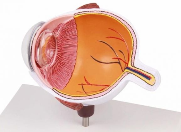 https://jayakelana.id.202-10-43-6.cpanel.site/uploads/product/-f50-eye-half-enlarged-474222b7ae0b4f6_cover.jpg