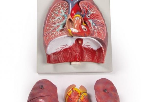 https://jayakelana.id.202-10-43-6.cpanel.site/uploads/product/-g115-lungs-heart-and-38020d3548a949b_cover.jpg