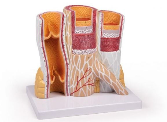 https://jayakelana.id.202-10-43-6.cpanel.site/uploads/product/-g142-artery-and-vein-53682f4e2ecf864_cover.jpg