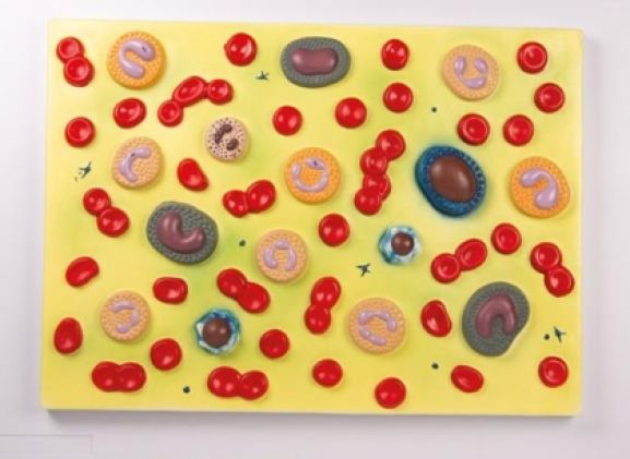 https://jayakelana.id.202-10-43-6.cpanel.site/uploads/product/-g165-human-blood-cells-4554386220fce03_cover.jpg