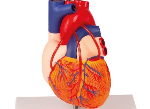 https://jayakelana.id.202-10-43-6.cpanel.site/uploads/product/-g205-heart-with-bypass-861038a94bbcbe8_cover.jpg