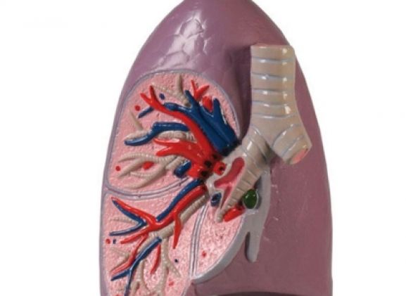 https://jayakelana.id.202-10-43-6.cpanel.site/uploads/product/-g253-lung-half-life-77637b23cb65290_cover.jpg