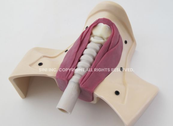 https://jayakelana.id.202-10-43-6.cpanel.site/uploads/product/-h-tct-01-tracheotomy-trainer-42982278b2349be_cover.jpg