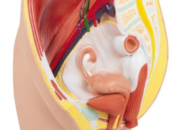 https://jayakelana.id.202-10-43-6.cpanel.site/uploads/product/-h210-female-pelvis-life-207604358bdf132_cover.jpg