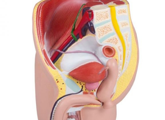 https://jayakelana.id.202-10-43-6.cpanel.site/uploads/product/-h211-male-pelvis-life-72549a71094df75_cover.jpg
