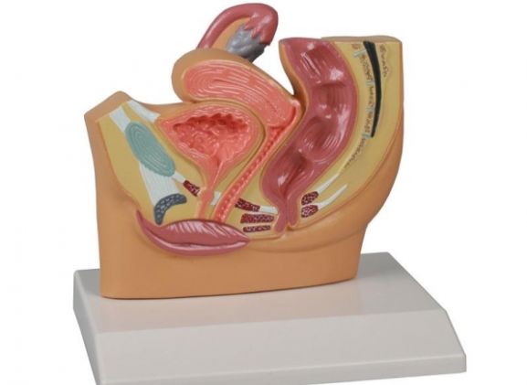https://jayakelana.id.202-10-43-6.cpanel.site/uploads/product/-h220-female-pelvis-section--52120a57fa3b84c_cover.jpg