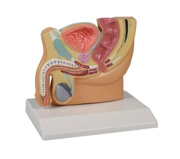 (H221) Male Pelvis Section, reduced size - EZ Augmented Anatomy