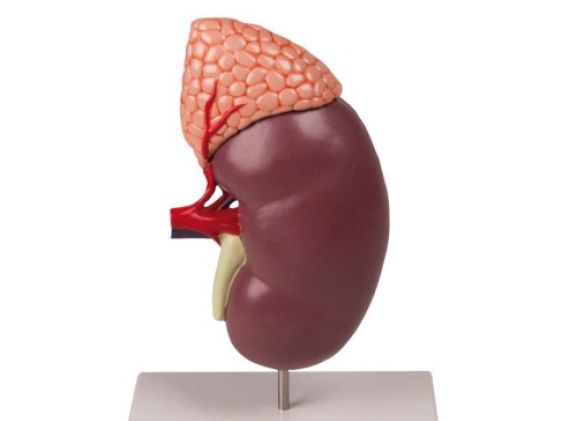 https://jayakelana.id.202-10-43-6.cpanel.site/uploads/product/-k213-kidney-with-adrenal-539633d5b6bebb8_cover.jpg