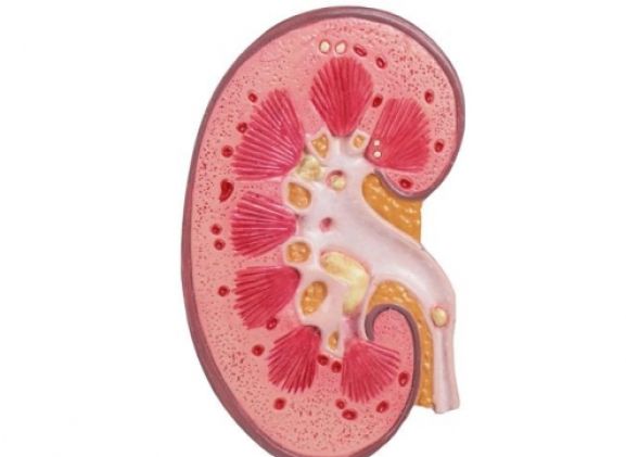 https://jayakelana.id.202-10-43-6.cpanel.site/uploads/product/-k229-kidney-stone-model-18398e383d2b92e_cover.jpg