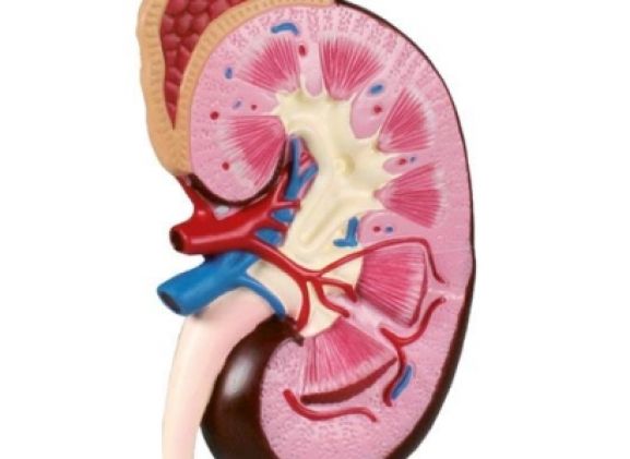 https://jayakelana.id.202-10-43-6.cpanel.site/uploads/product/-k260-kidney-model-2-56864f816e635e5_cover.jpg