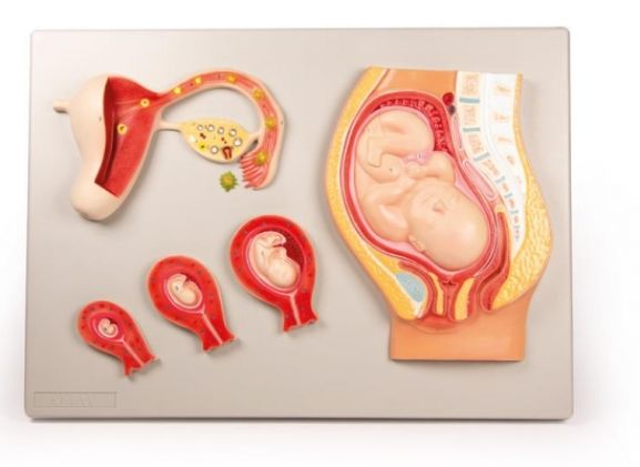 https://jayakelana.id.202-10-43-6.cpanel.site/uploads/product/-l101-fetal-development-985412c36eed87f_cover.jpg