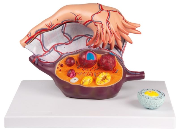(L103) Ovary Structure